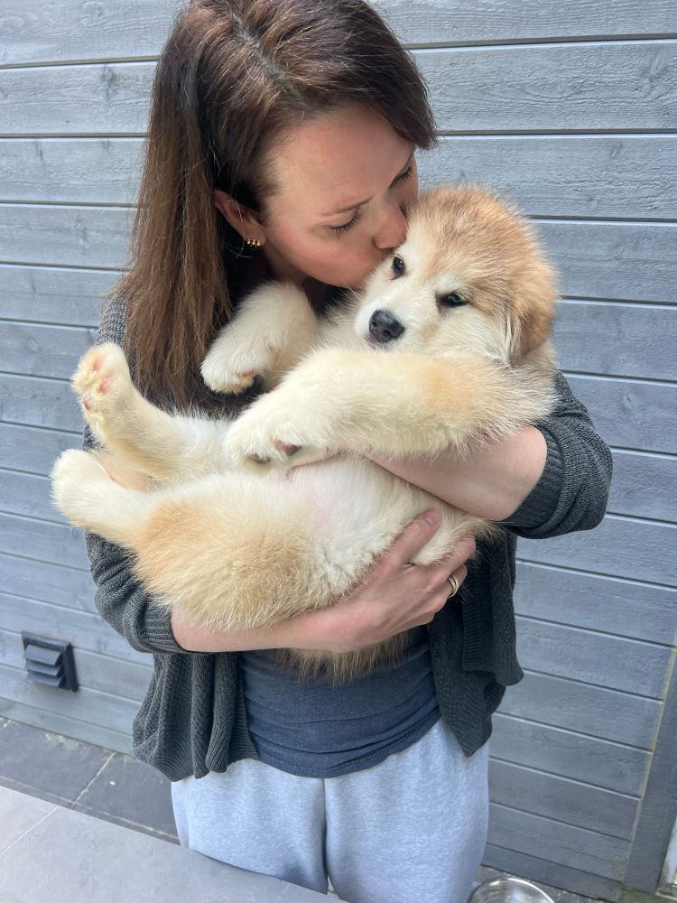 Blonde malamute boy getting snuggles 