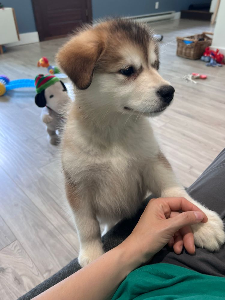 Malamute puppy 