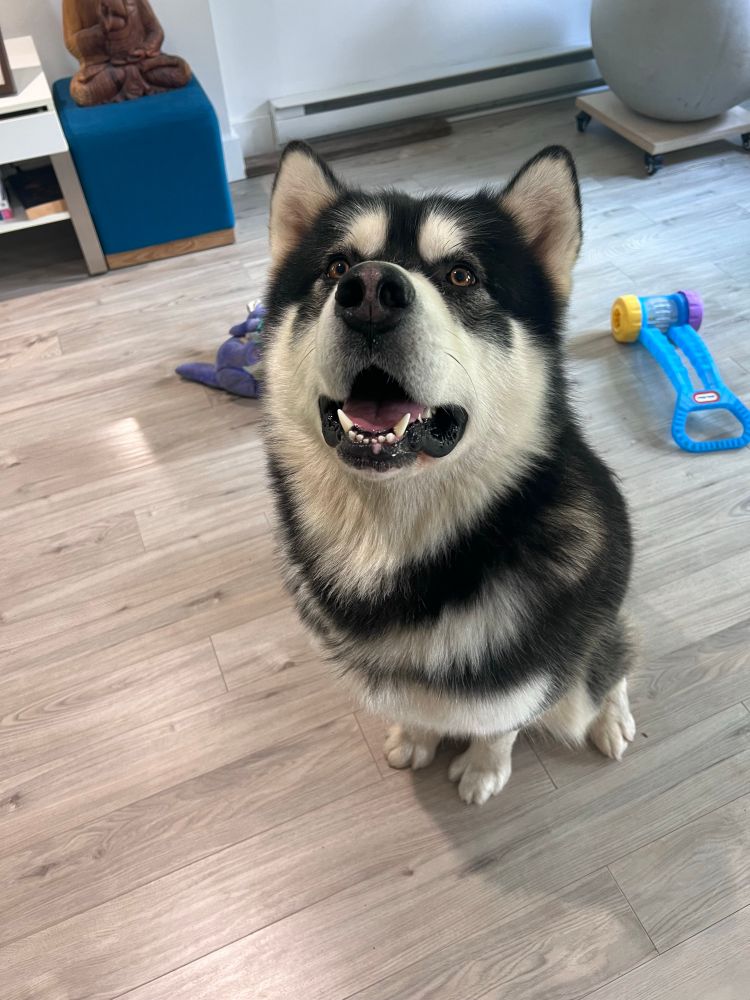 A seal malamute smiling at the camera 