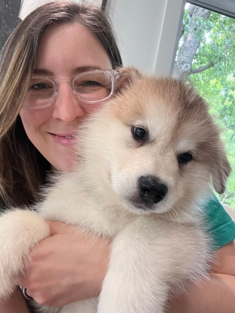 Blonde malamute boy