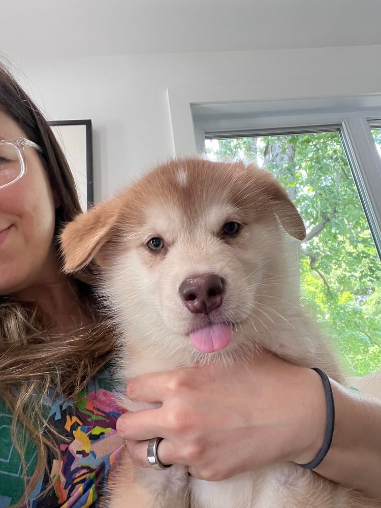 Red malamute puppy!