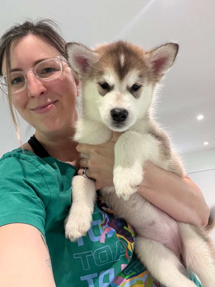 Sable malamute puppy!