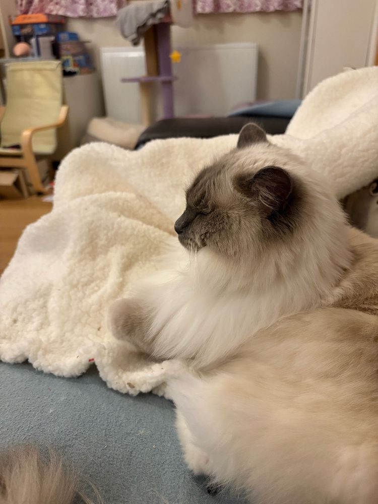 A floofy cream and grey cat sitting on a cream blanket watching tv
