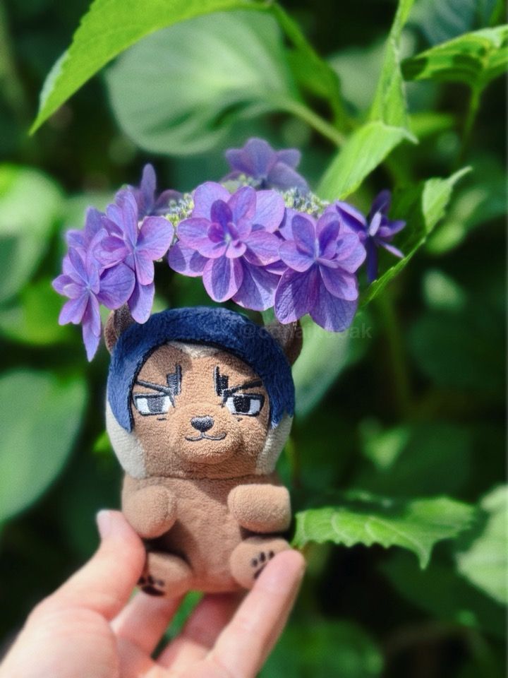 紫色の紫陽花とこいほぜ