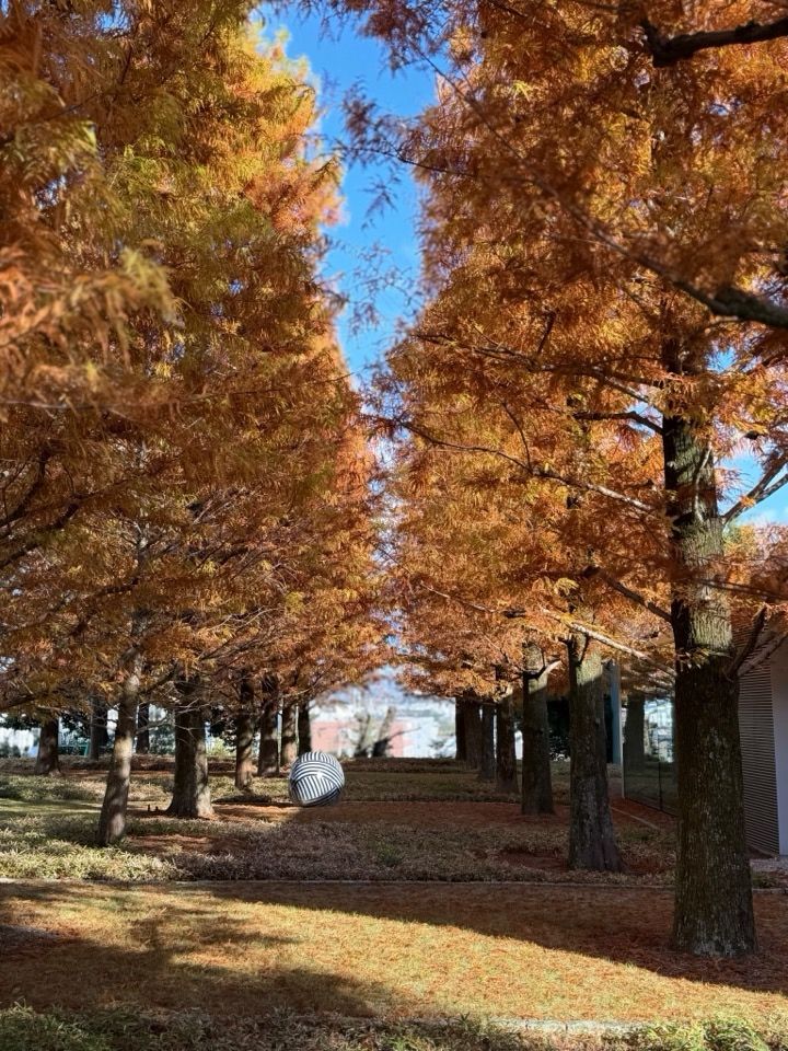 紅葉する樹木の並木