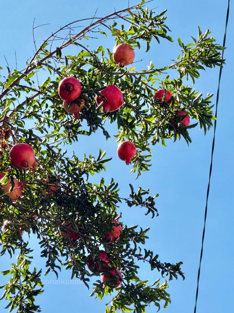 石榴の木、葉の付いた枝に赤い実がいくつかなっている。