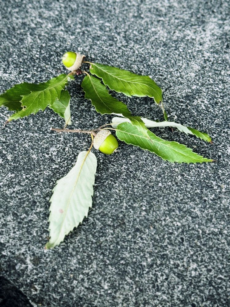 緑の実と葉が付いた状態のどんぐりの枝が道端に落ちている