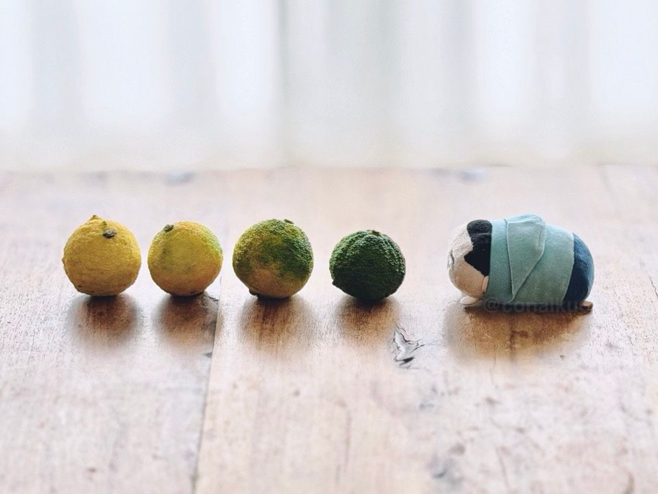 柚子の実4個とのるしまが横一列に並んでいる。
左から、黄色の柚木、黄に少し緑が入ったもの、緑に少し黄が入ったもの、緑色のもの、のるしまと順に並んでいる。