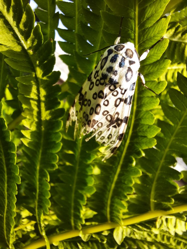 A black leopard spotted white moth resting on the stem of a fern. 