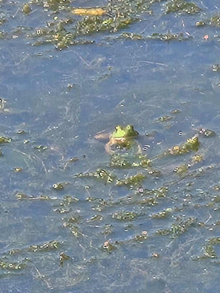 A frog stares directly into the camera whilst sticking its head out of a marsh.