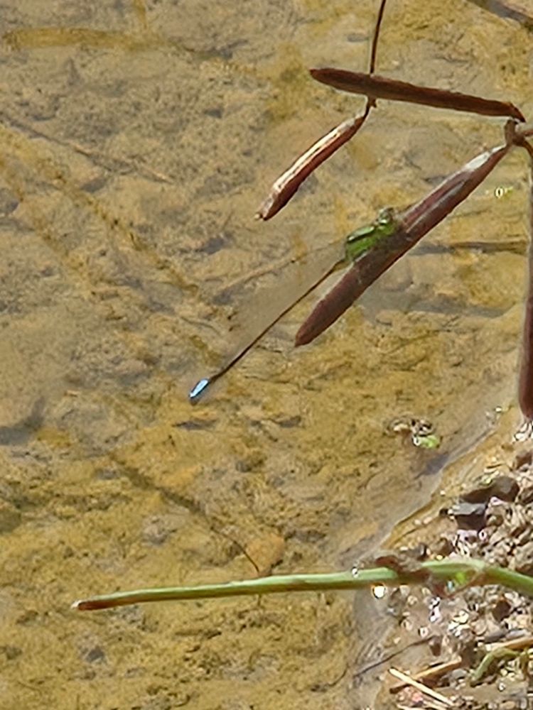 A green damselfly with a blue tipped tail rests on the end of a reed above shallow water. 