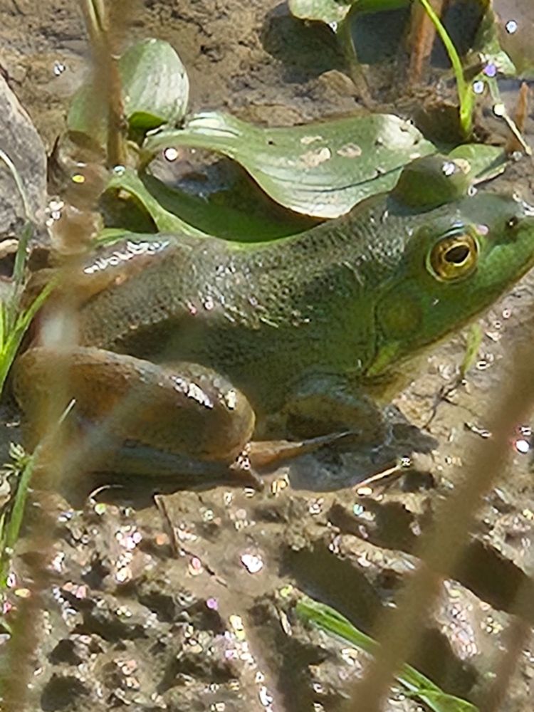 Very close up pic of a green frog seen from above to the side. It is basking in the sun amid shallow mud and small vegetation
