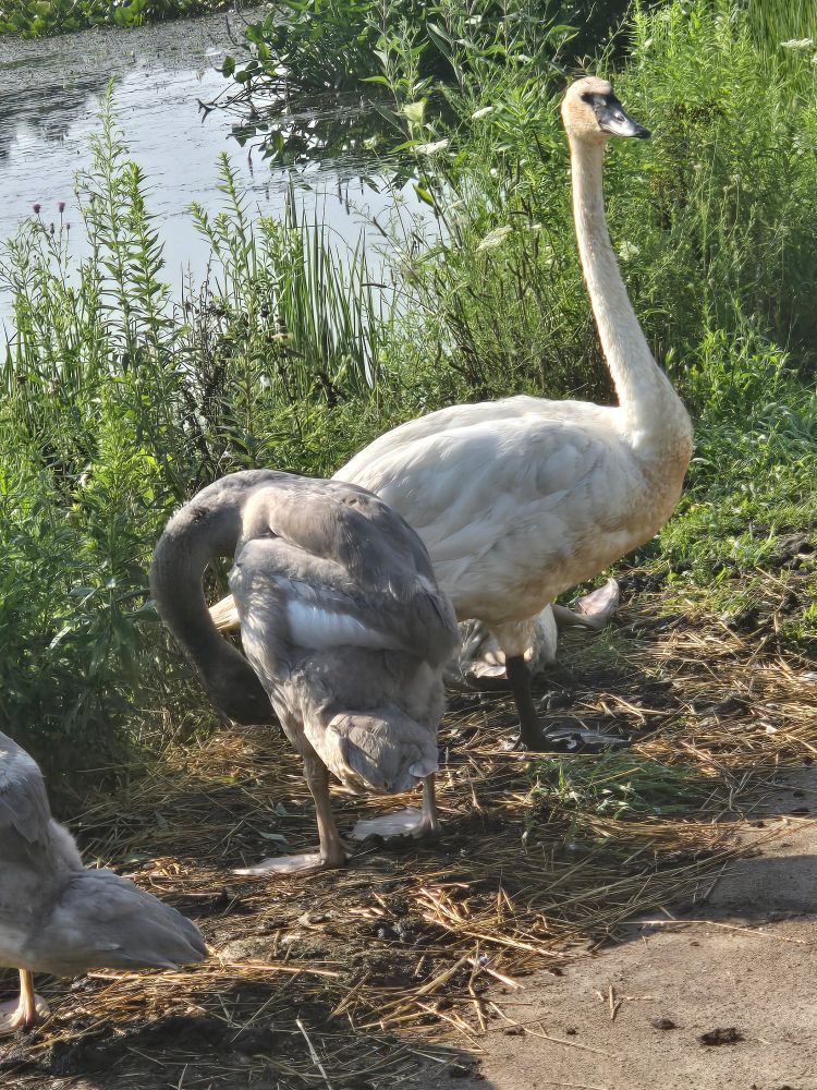 A white Trumpeter swan stands watch as grey juvenille swans groom themselves near the shore of shallow wetlands.