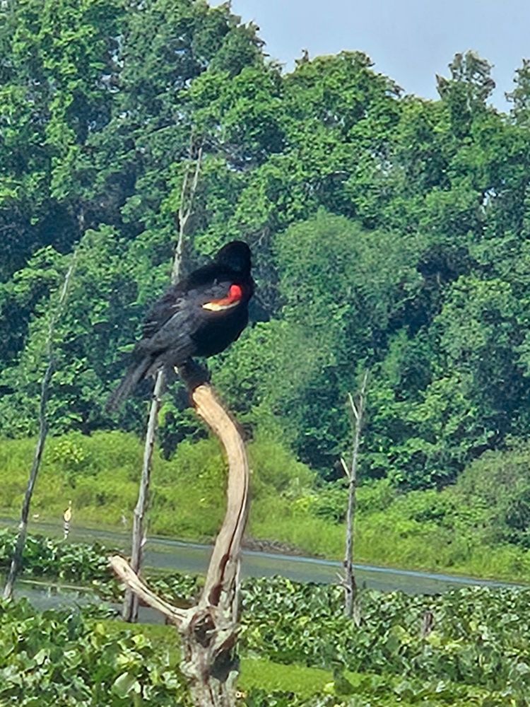 A red winged blackbird rests on a small dead tree amidst wetlands.
