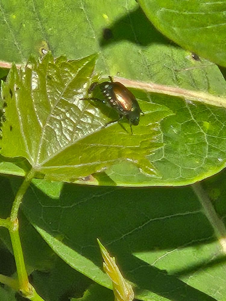 A picture of a hornless beetle with a shiny golden brown shell crawling on a leaf that shines from sunlight.