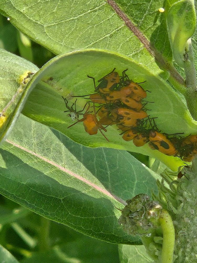 Roughly a dozen red and black beetles resembling an oval shaped ladybug huddle on the underside of a leaf