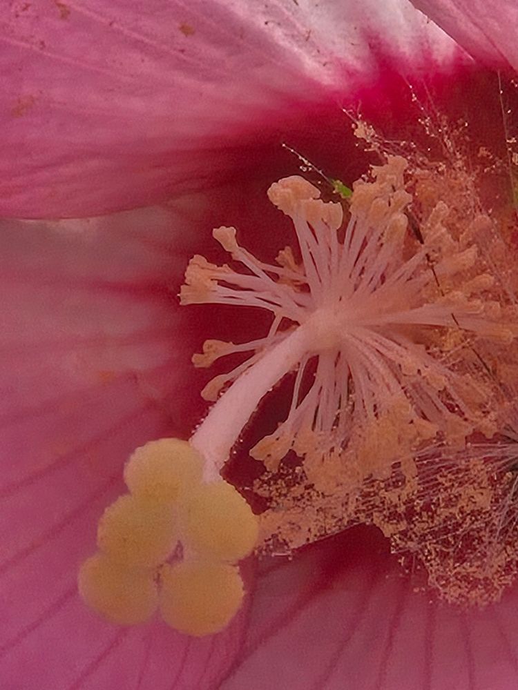 Close up photo of the inside of a fallen pink flower 