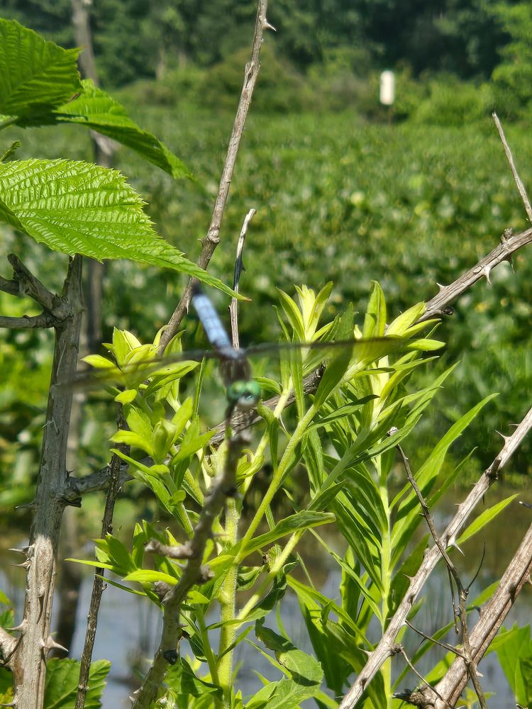 A blue dragonfly rests on a small leafy plant
