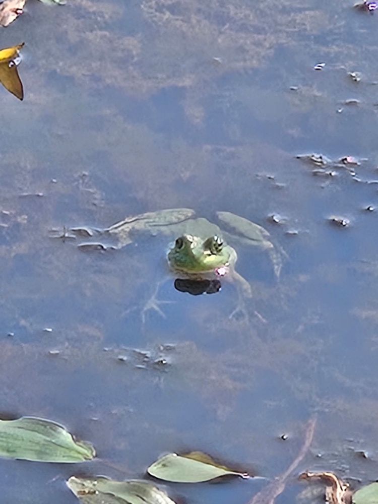 A green frog sticks its head above the shallow wetland water. The water is clear enough to see its body and legs and there is various small vegetation floating and at the bottom of the water.