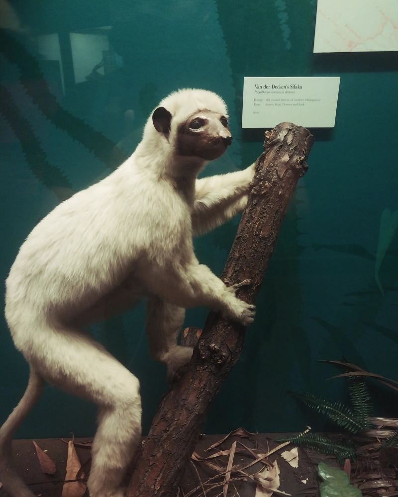 #Sifakas are large, striking lemurs native to Madagascar with a unique hopping gait and loud calls. Appearance: Sifakas have black, hairless faces, white fur with maroon patches, and long tails for balance. Their long 