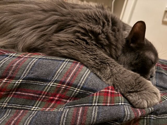 Mr. Otto, all tuckered out from shoulder-riding antics, installed on an anonymous lap (actually, it's my lap).