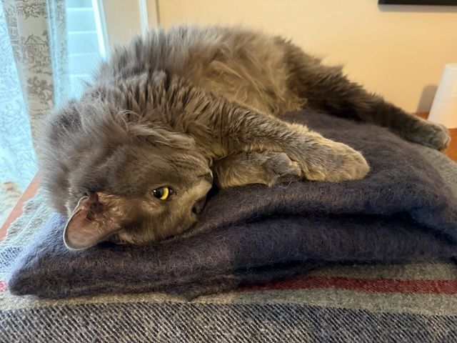Mr. Otto curled on blankets with his head cocked down, being so cute, oh so very cute.

(Mr. Otto is a gray cat and an extremely furry one at that.)