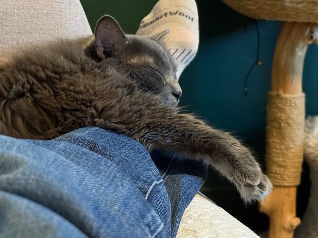 Mr. Otto, viewed from the side, is in fully-extended snoozytimes position: right front paw is stretched out to catch a gentle breeze from the window (cracked open; not pictured). (he's a gray cat, and an adorable one at that.)