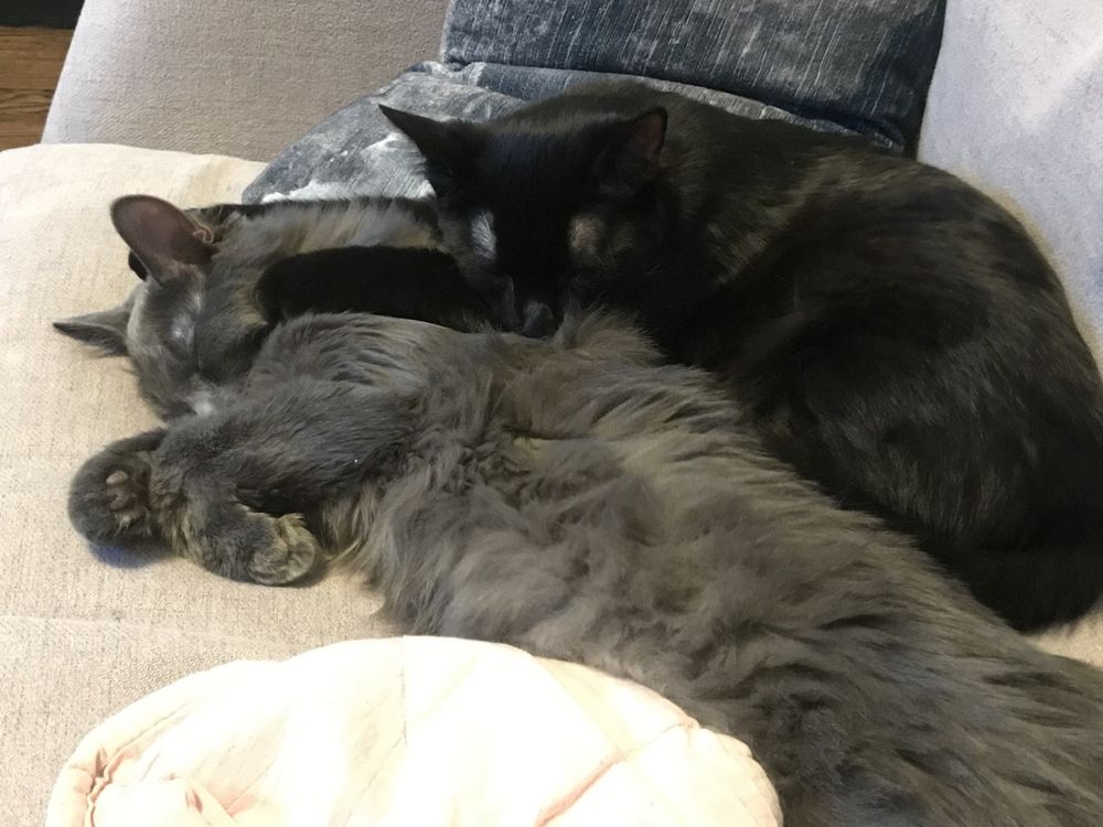 Les Boys, as kittens.