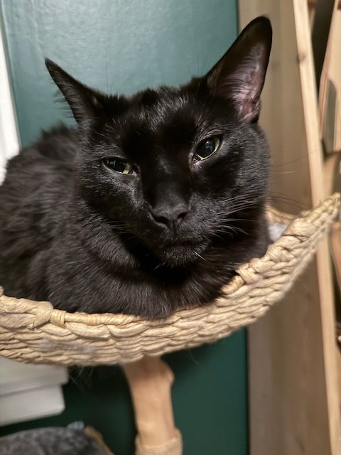 Mr. Albrecht, sitting in his cat bed and generally being adorable.
