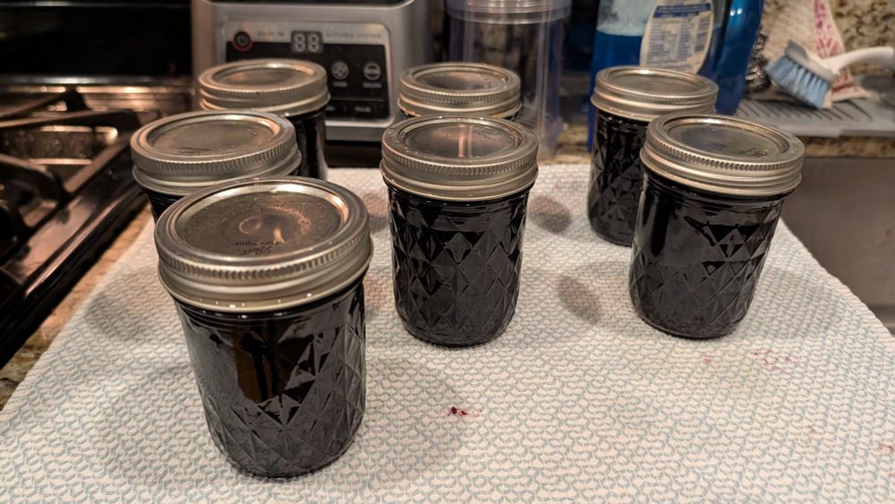 Blackberry jelly hanging out after processing. 