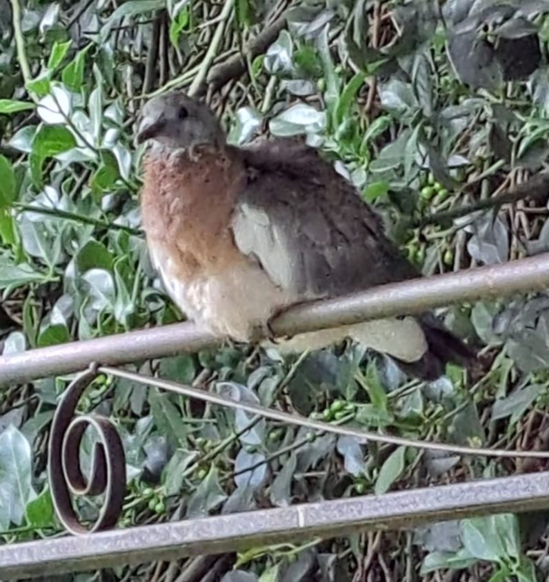 Aufgeplusteter Tauben-Ästling sitzt auf Metallgestänge vor Efeu