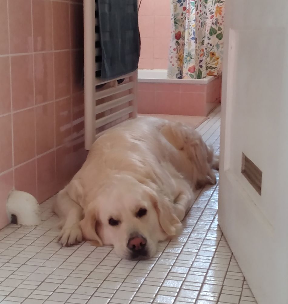 Ein weißer Golden Retriever liegt flach auf kleinen weißen Badezimmerfliesen; das Bad ist rosa gekachelt und im Hintergrund sieht man einen geblümten Duschvorhang