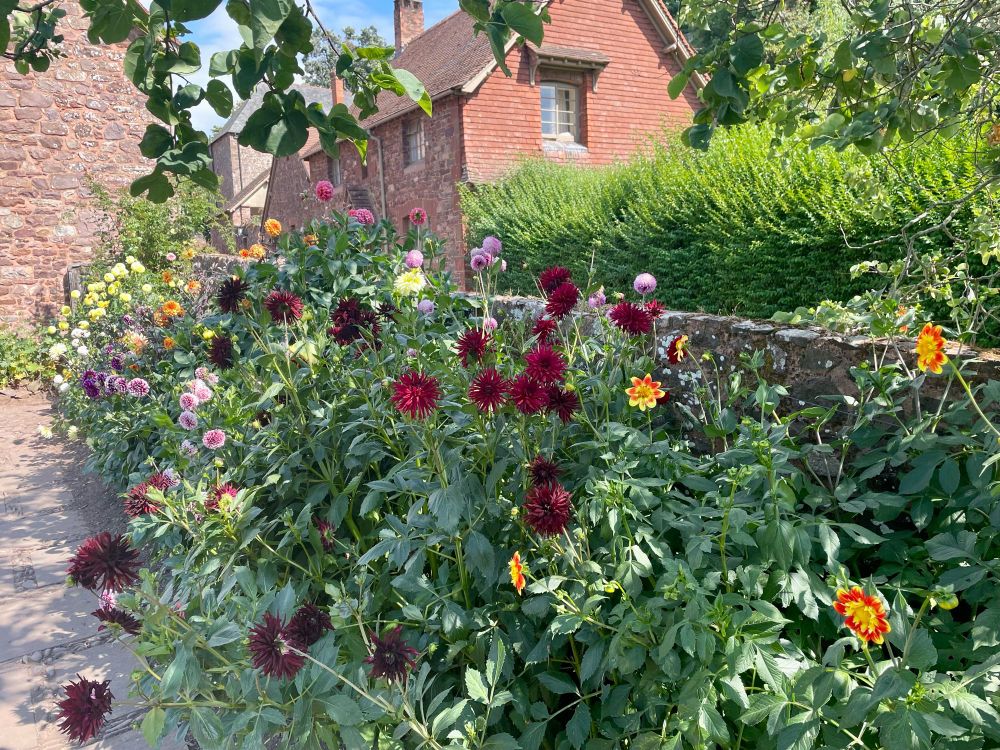 Multi coloured dahlias growing up against a stone wall.