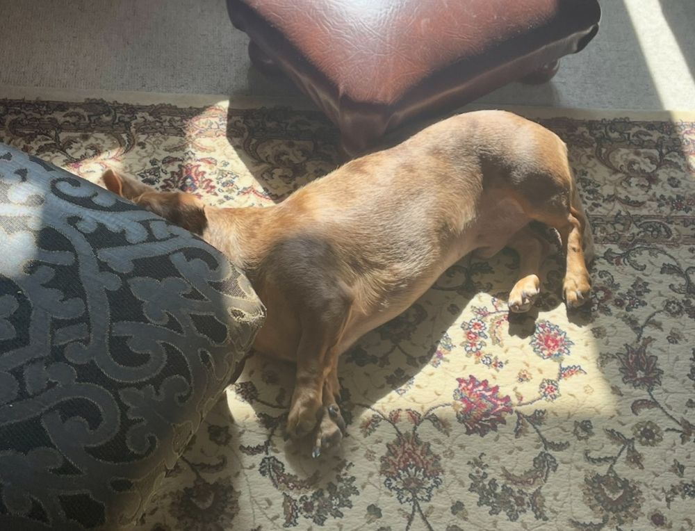 Mini dachshund lying on a rug in a patch of sunlight hiding his head under a footstool.