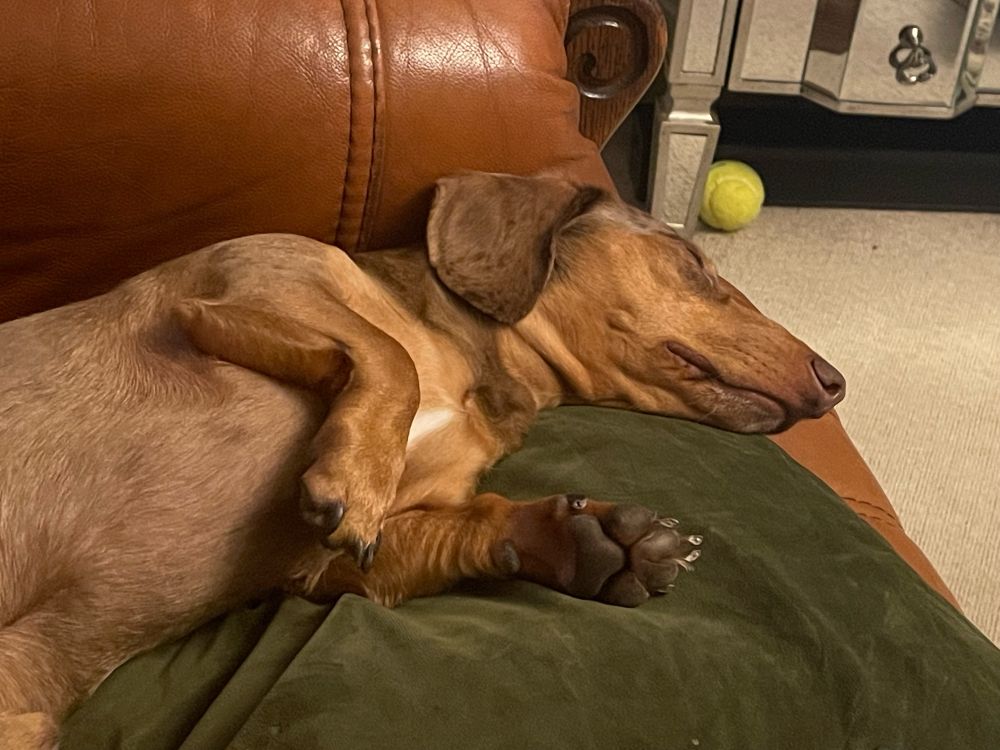 Mini dachshund fast asleep on a green cushion.