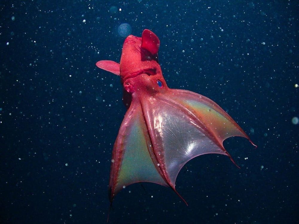 The vampire squid; bright red with transparent membranes between its tentacles like a bat's wings, and cute little ears