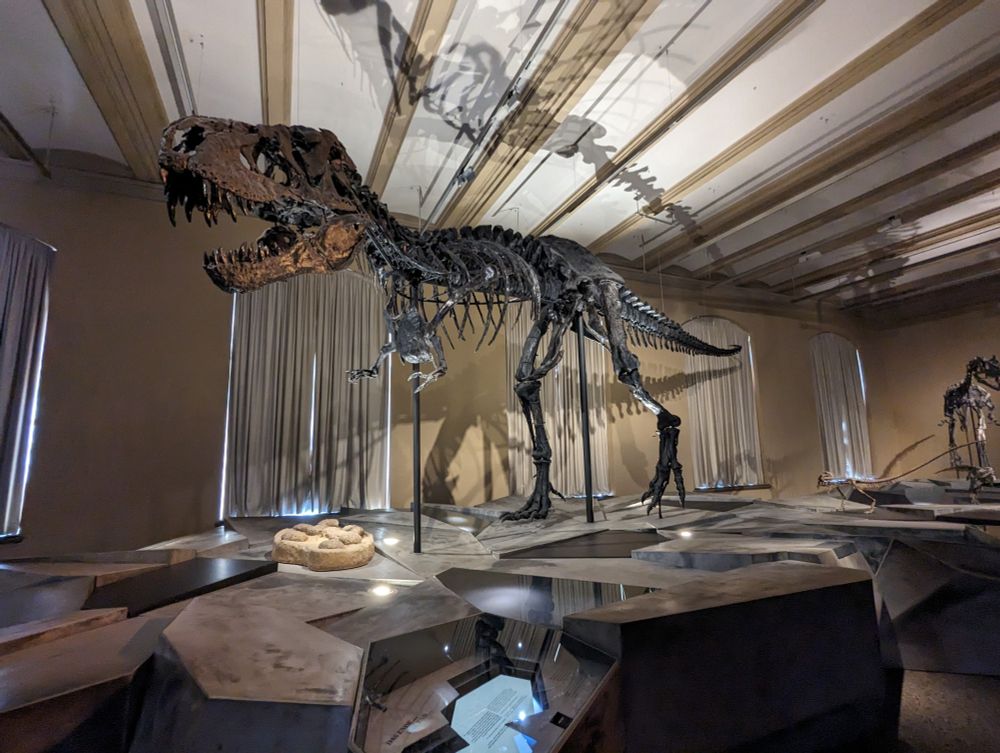 A mounted black tyrannosaurus skeleton