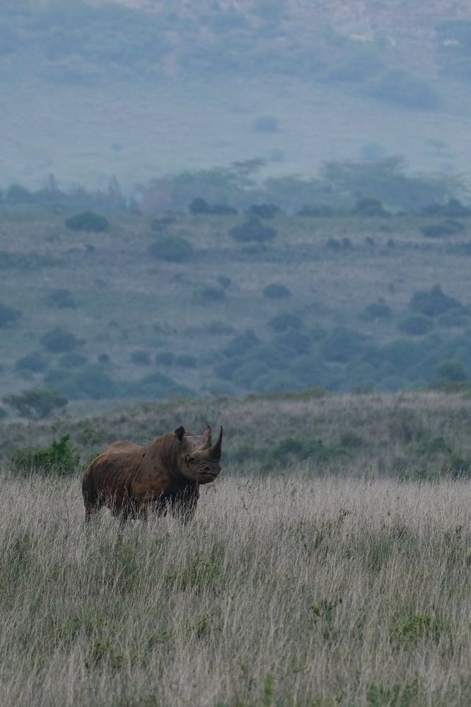 A black rhino standing in tall, pale grass in the hazy morning sunlight with rolling hills in the background