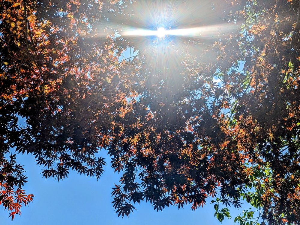 A red Japanese Maple, the sun shining through, blue sky bottom left, shade.
