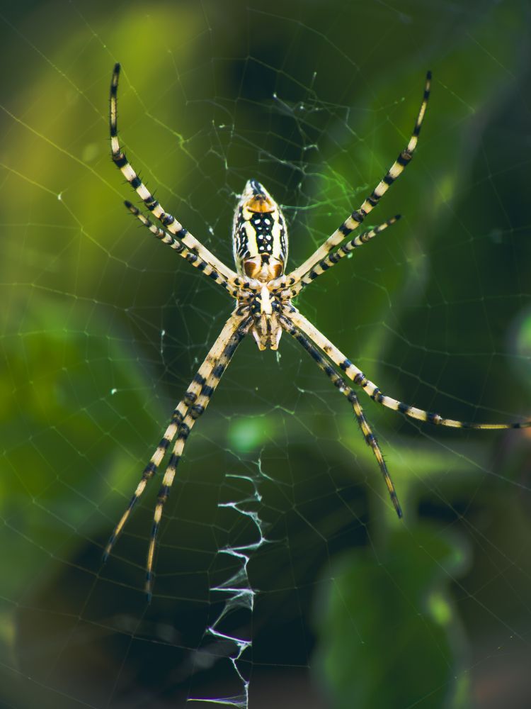 A spider and its' web in the garden. Eek!