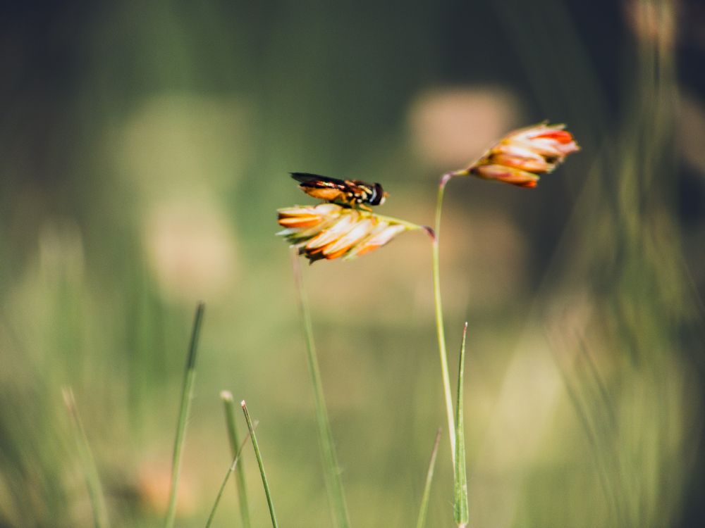 Bug on a stem of buffalo grass which has gone to seed.