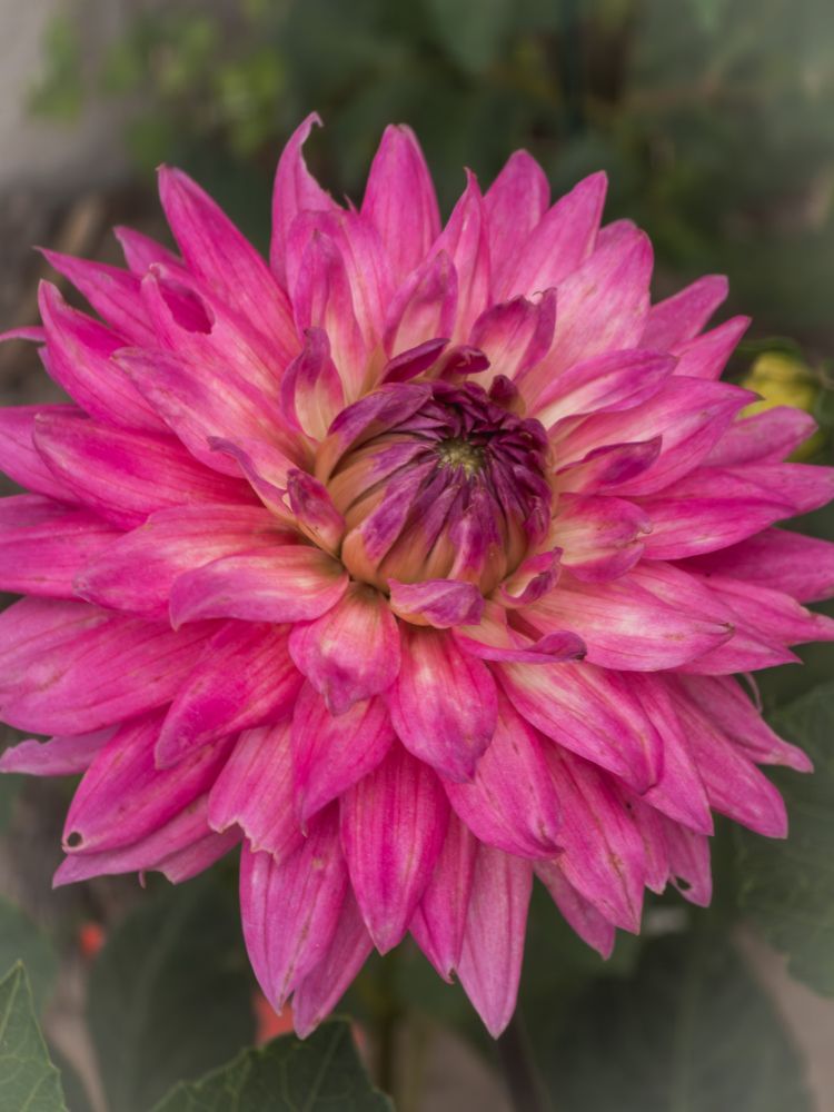 A pink dahlia in full bloom.