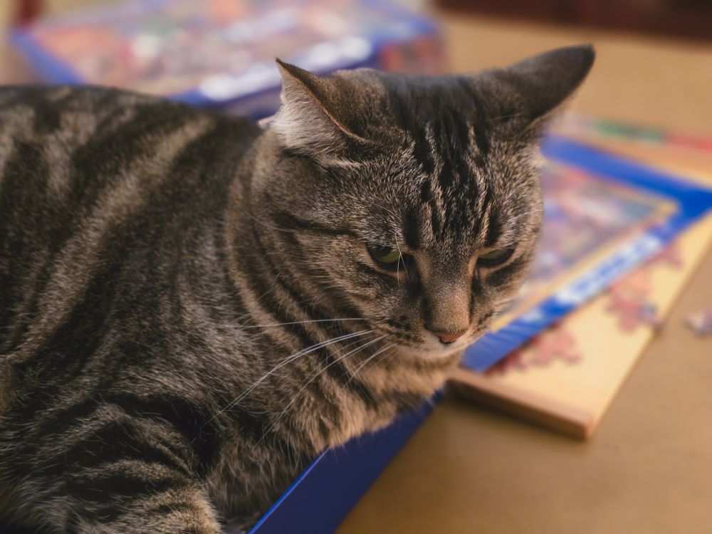 Tabby cat sits in the box of jigsaw puzzle pieces. Her ears are folded back.