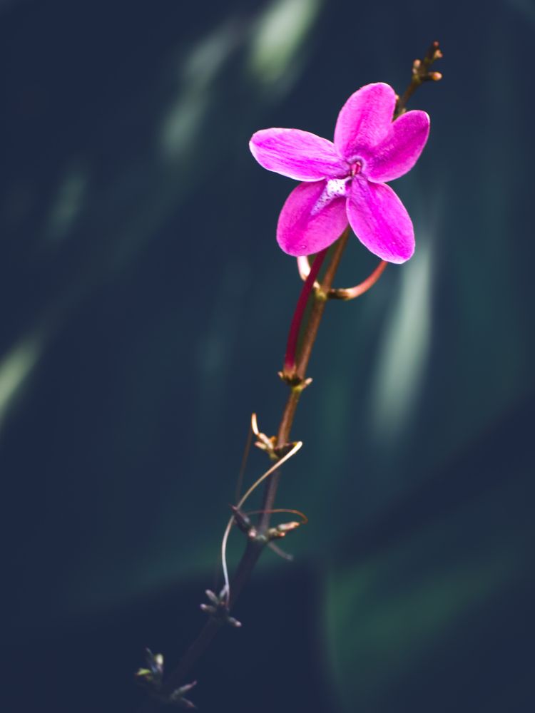 A single, tiny pink blossom in the tropical conservatory at Denver Botanic Gardens.