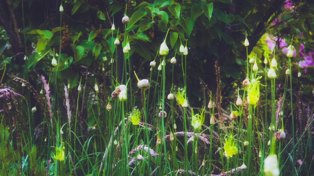 White allium heads stand out like candle flames in a shady spot of the Denver Botanic Gardens.