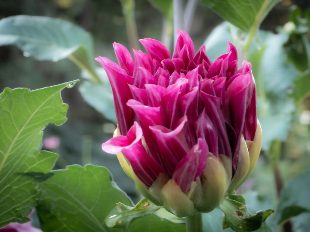 Opening bud of a pink dahlia. 