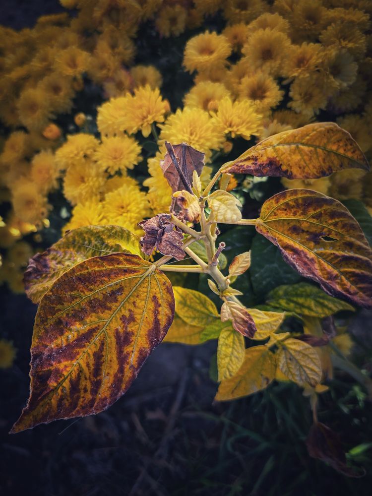 The yellow and purple foliage of a hibiscus plant. In the background are yellow blossoms of mums.
