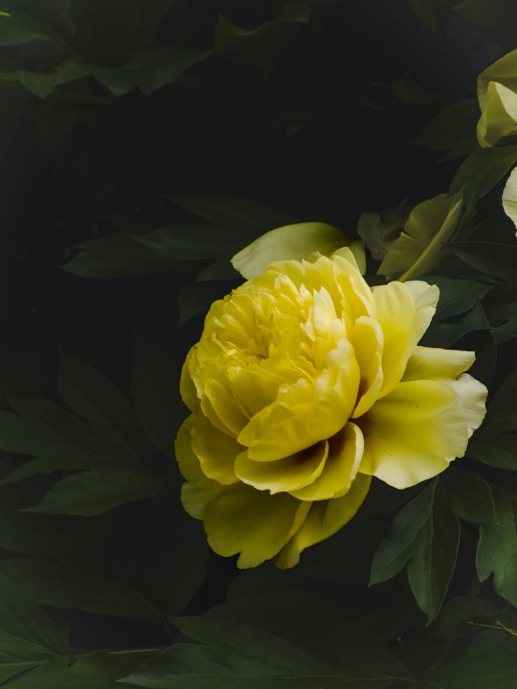 A yellow peony blossom glows in the shade of the large plant's foliage.