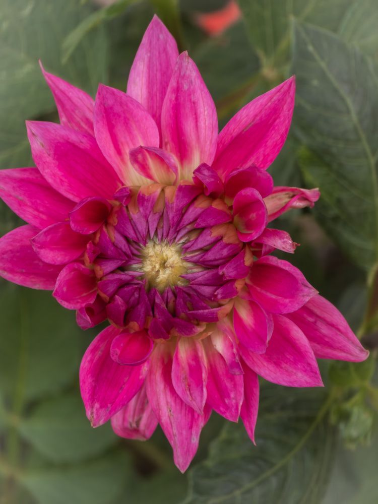 A bright pink dahlia partially unfurled.