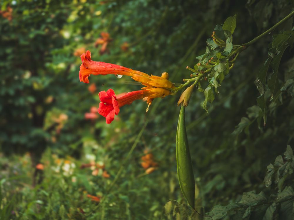 Trumpet vine blossoms and a dangling seed pod in the botanic gardens.